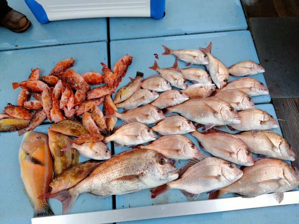 旅館ニューくらたけ海ホタル 熊本県天草観光ガイド